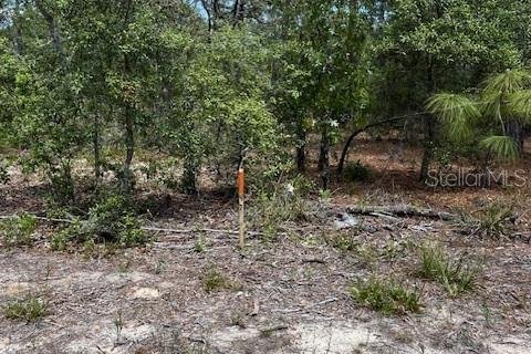 Land in Interlachen, Florida № 2165931 - photo 2