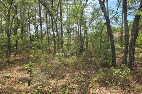 Land in Dunnellon, Florida № 2233850 - photo 5