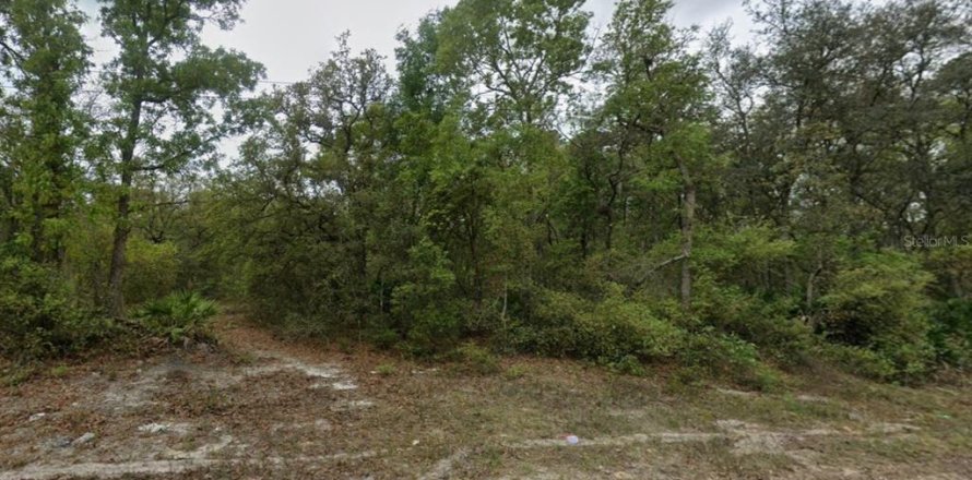 Terrain à Satsuma, Floride № 2164522