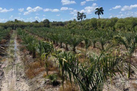 Immobilier commercial à vendre à Homestead, Floride № 2057465 - photo 3