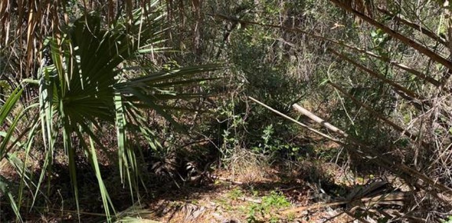 Terrain à Dunnellon, Floride № 2164666