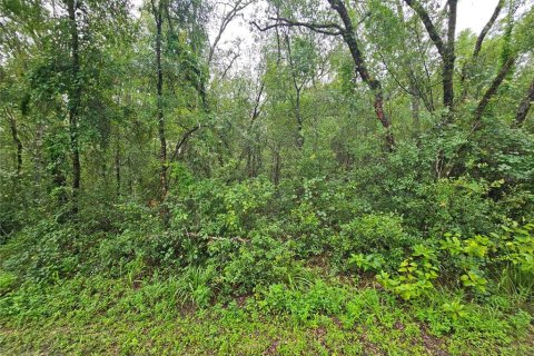 Land in Webster, Florida № 1815600 - photo 7