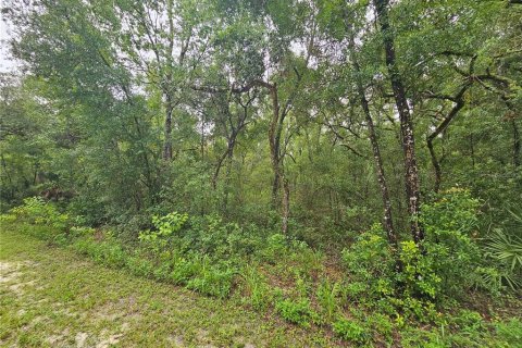 Land in Webster, Florida № 1815600 - photo 2
