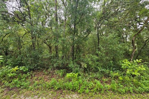 Land in Webster, Florida № 1815600 - photo 10