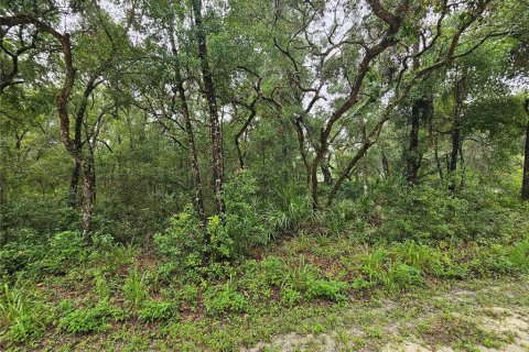 Land in Webster, Florida № 1815600 - photo 3