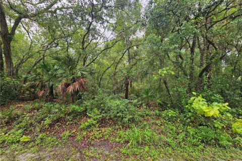 Land in Webster, Florida № 1815600 - photo 8