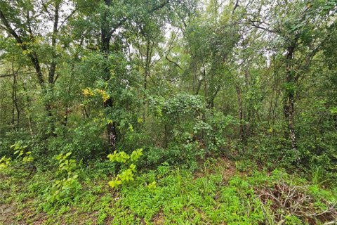 Land in Webster, Florida № 1815600 - photo 4