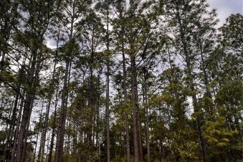 Land in Citrus Springs, Florida № 2159853 - photo 3