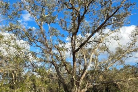 Land in Okeechobee, Florida № 2158567 - photo 2
