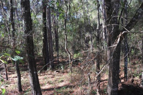 Land in Dunnellon, Florida № 2164971 - photo 4