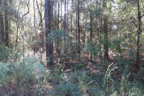 Land in Dunnellon, Florida № 2164971 - photo 2