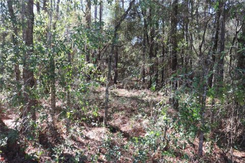 Land in Dunnellon, Florida № 2164971 - photo 3