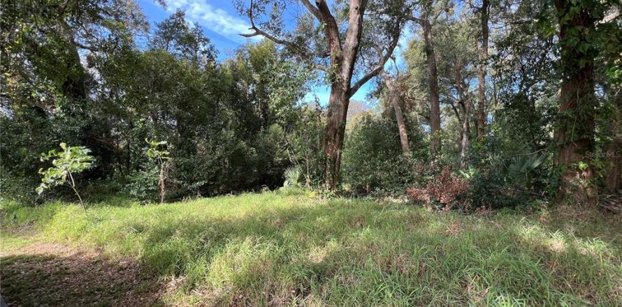 Terrain à Apopka, Floride № 1540346