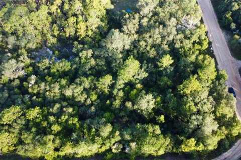 Land in Melrose, Florida № 1886317 - photo 6