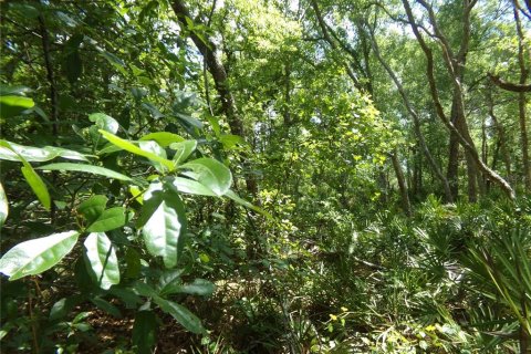 Land in Webster, Florida № 2159413 - photo 3