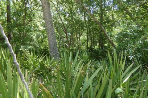 Land in Webster, Florida № 2159413 - photo 2