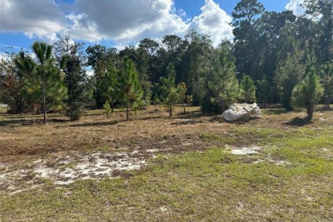 Land in Gainesville, Florida № 840150 - photo 4