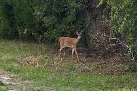 Land in DeLand, Florida № 1827207 - photo 2