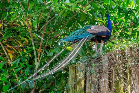 Снять в аренду виллу или дом в Майами, Флорида 2 спальни, 139.45м2, № 1942632 - фото 23