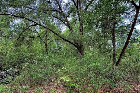 Land in Bronson, Florida № 2202126 - photo 6