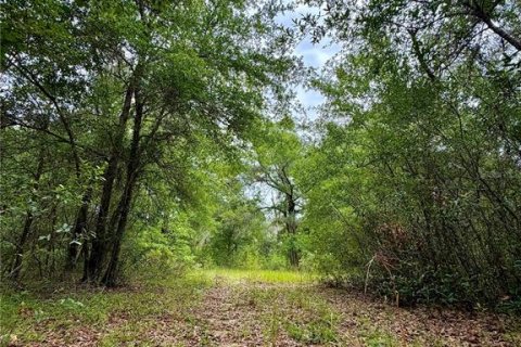Land in Bronson, Florida № 2202126 - photo 4
