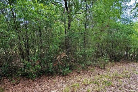 Land in Bronson, Florida № 2202126 - photo 5