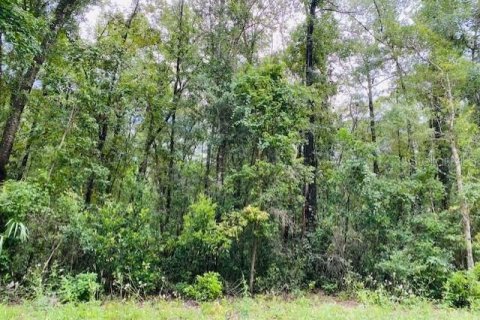 Land in Old Town, Florida № 1555351 - photo 3