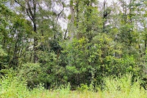 Land in Old Town, Florida № 1555351 - photo 6