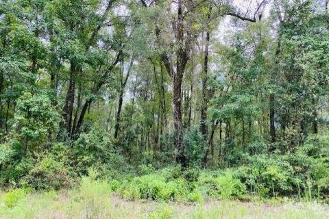 Land in Old Town, Florida № 1555351 - photo 5