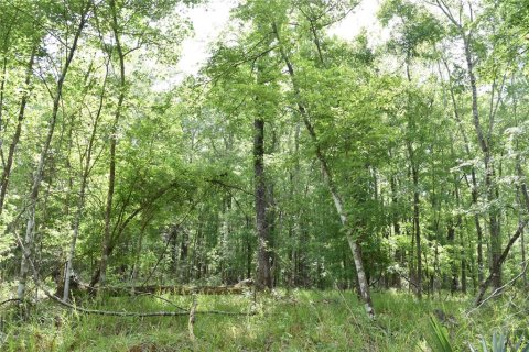 Купить земельный участок в Гейнсвилл, Флорида № 1649764 - фото 2
