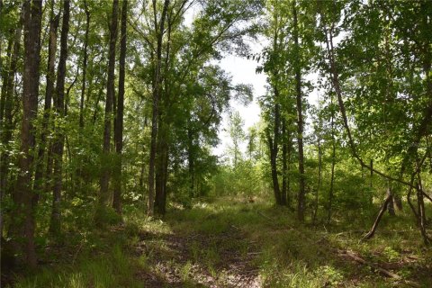 Купить земельный участок в Гейнсвилл, Флорида № 1649764 - фото 5