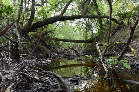 Land in Gainesville, Florida № 1649764 - photo 3