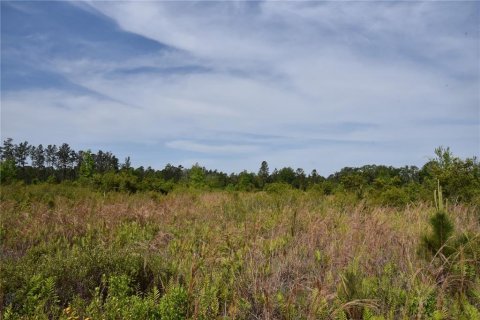 Land in Gainesville, Florida № 1649764 - photo 8