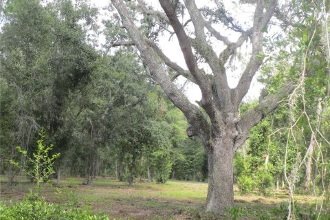 Terrain à vendre à Seffner, Floride № 1910377 - photo 3