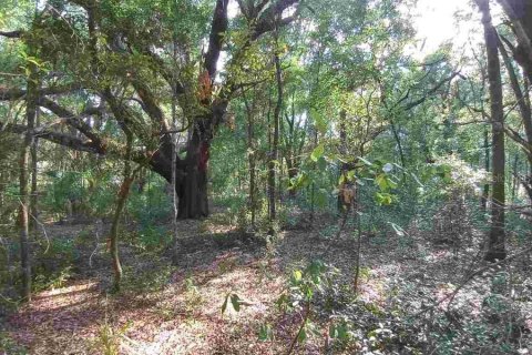Land in Dunnellon, Florida № 1260912 - photo 10