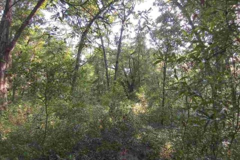 Land in Dunnellon, Florida № 1260912 - photo 14