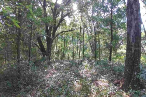 Land in Dunnellon, Florida № 1260912 - photo 12