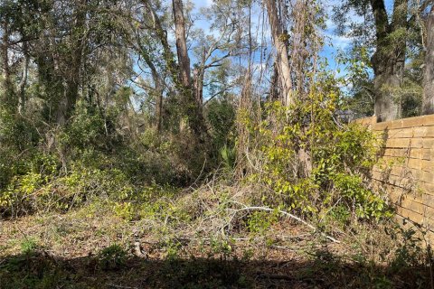 Terrain à Alachua, Floride № 2203953
