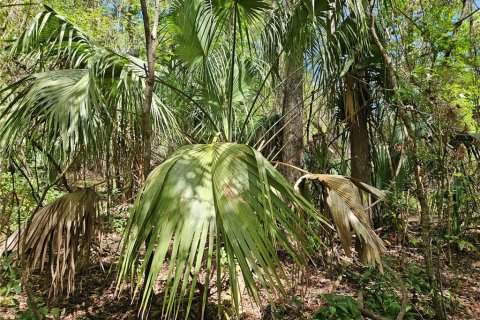 Land in Gainesville, Florida № 1587242 - photo 7