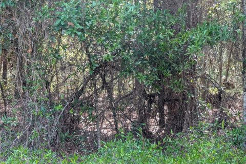 Land in Dunnellon, Florida № 2158980 - photo 5