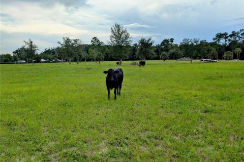 Terreno en venta en Pierson, Florida № 1845237 - foto 6