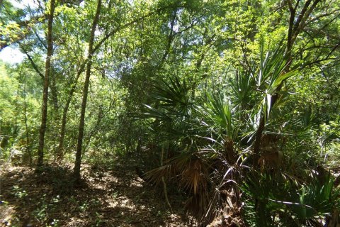 Land in Webster, Florida № 2159415 - photo 2
