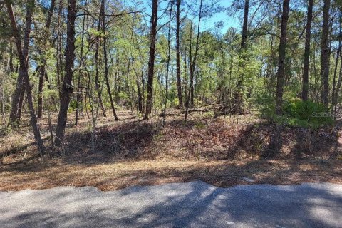 Land in Ocala, Florida № 2228760 - photo 3