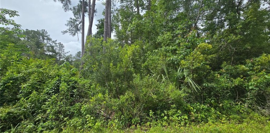 Land in Ocklawaha, Florida № 2204313
