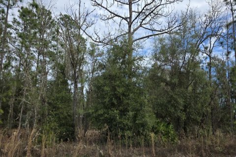 Terrain à vendre à Ocala, Floride № 2215138 - photo 4