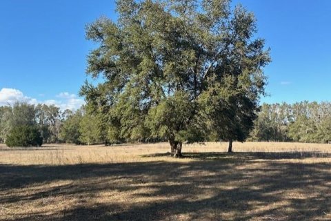Land in Bell, Florida № 1511814 - photo 7