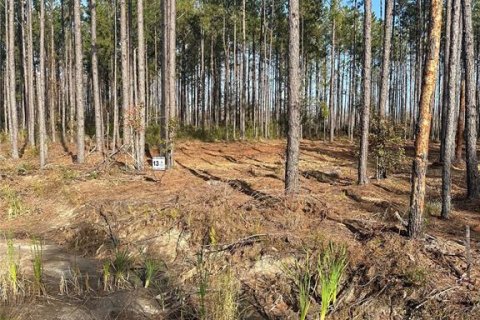 Land in Lake Butler, Florida № 1242597 - photo 2
