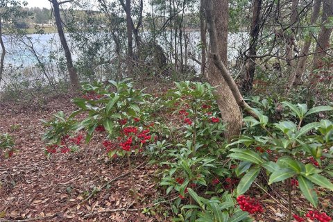 Land in Lady Lake, Florida № 1833625 - photo 2