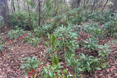 Land in Lady Lake, Florida № 1833625 - photo 11