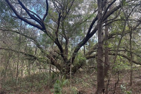 Land in Lady Lake, Florida № 1833625 - photo 3
